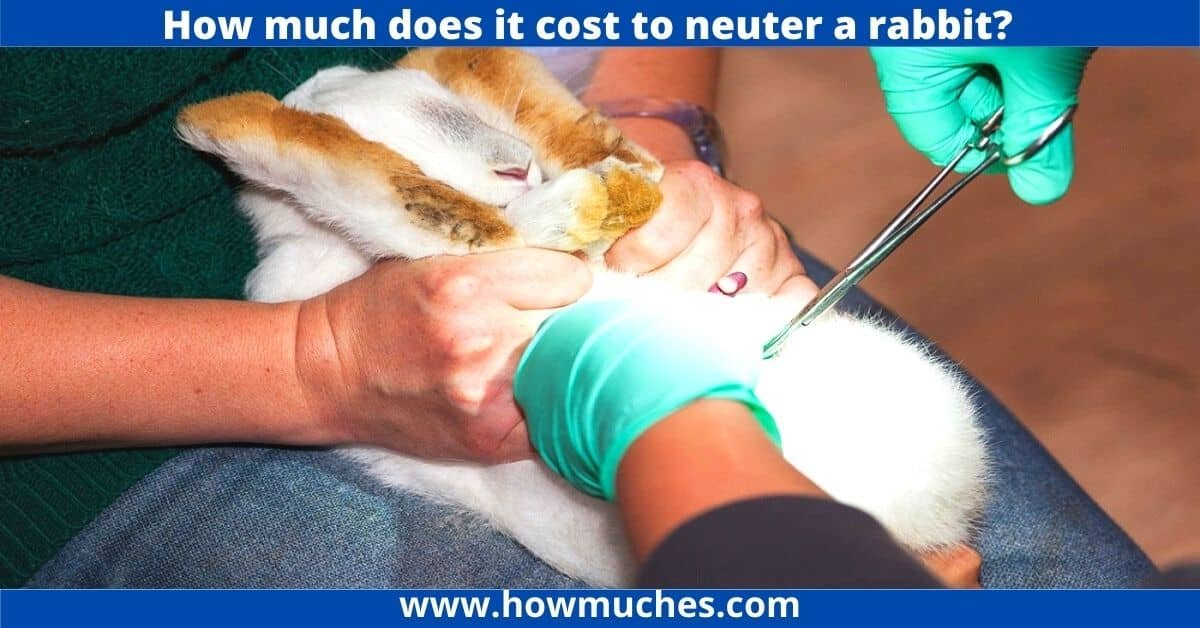How much does it cost to neuter a rabbit